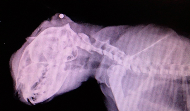 ����: vk.com/club40530389